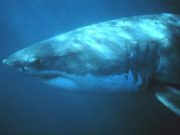 Tangan Bocah 12 Tahun Putus akibat Serangan Hiu di Laut Merah Mesir
