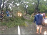 Hujan Lebat di Godong, Pohon Tumbang Menutup Jalan