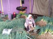 Harga Sayuran Lereng Sumbing Merangkak Naik