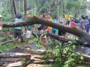 Sejumlah Pohon di Jalan Karangsari Sapuran Tumbang Akibat Hujan Deras Disertai Angin Kencang