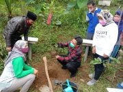 Afif Tanam Pohon Kacang Makadamia di Lahan KWT Srikandi Watumalang