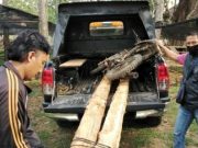 Patroli Hutan, Polhutmob Mantingan Sita 10 Batang Jati dan 8 Motor