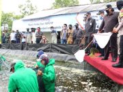 SUPM Tegal Panen Lima Ton Udang Vaname