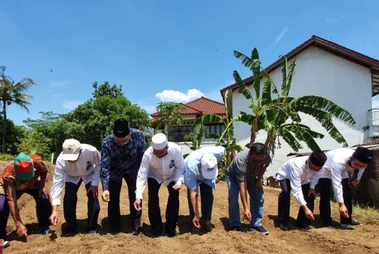 Edamame Ditanam di Lahan 5.500m2 di Mijen