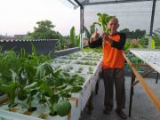 Teknik Hidroponik Solusi Berkebun di Lahan Sempit