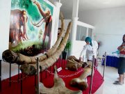 Tim Sangiran Dilibatkan dalam Konservasi Fosil Museum Patiayam