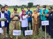 Dewi Aryani Panen Perdana Semangka Inul