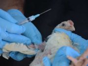 Norwegia Temukan Kasus Pertama Flu Burung Sangat Patogen