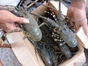 Izin Ekspor Benih Lobster Bermasalah, KPK Usut Lebih Lanjut