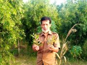 Perhutani Kembangkan Kayu Putih di Blora