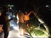 Pohon Tumbang di Wonosobo Timpa Kabel Listrik PLN