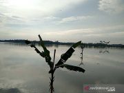 Ratusan Hektar Sawah di Cilacap Terdampak Banjir