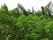 Pohon Gamal, Energi Pengganti Batu Bara Subur di Hutan Blora