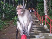 Monyet Turun Gunung Bisa Hanya Peristiwa Biasa
