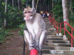 Monyet Turun Gunung Bisa Hanya Peristiwa Biasa