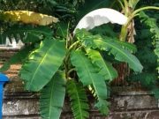 Viral Pisang Berdaun Putih di Bulungcangkring, Dinas Pertanian Cek ke Lapangan