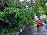Puluhan Pohon di Kudus Tumbang Diterjang Angin Kencang