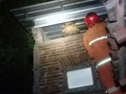 Padamkan Api 33 Kali, Ngunduh Tawon Tangkap Ular dan Biawak 103 Kali
