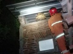 Padamkan Api 33 Kali, Ngunduh Tawon Tangkap Ular dan Biawak 103 Kali
