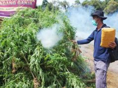 Ganja di Ladang Seluas 5 Hektar Dimusnahkan