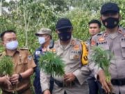 Warga Temukan Lahan Ganja di Wilayah Dempo Tengah