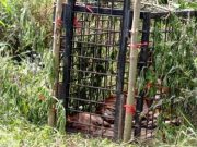 Harimau Peneror Warga Simpang Tanjuang Ditangkap