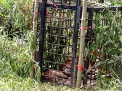 Harimau Peneror Warga Simpang Tanjuang Ditangkap