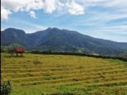 Dinas Kehutanan Sumsel Siapkan Kawasan Ekosistem Esensial