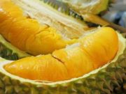 Mbah Kasmodiharjo (Petruk), Pencetus Nama Durian Petruk Jepara yang Terlupakan