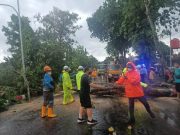 Pohon Tumbang Akibat Hujan Angin di Grobogan, Satu Orang Tewas