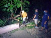 Bersepeda di Tengah Hujan Angin Tewas Tertimpa Pohon