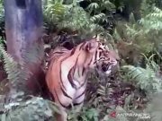 Seekor Harimau Masuk Permukiman Warga