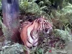 Seekor Harimau Masuk Permukiman Warga