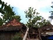 Pohon Kelapa Tumbang Timpa Rumah, Seorang Terluka