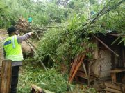 Disapu Angin, Rumpun Bambu Roboh Timpa Rumah di Grobogan