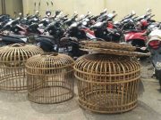 Tim Buser Polres Blora Gerebek Judi Sabung Ayam, 10 Ditahan 44 Motor Disita