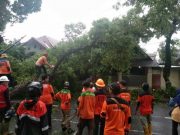 Pohon Tumbang Timpa Dua Rumah di Gg IV Wergu Wetan