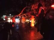 Pohon Tumbang Sempat Hambat Jalur Limpung-Banyuputih