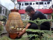 Bermodalkan Sepasang Burung, Ali Makin Raup Untung Puluhan Juta