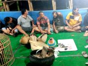 Polres Blora Tetapkan Satu Tersangka Judi Sabung Ayam