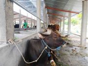 Program Bantuan Desa Seribu Sapi Diduga Tidak Sesuai Spek
