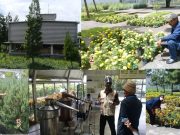 Rumah Atsiri Indonesia, Wow Kenikir Bisa Diambil Minyaknya
