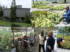 Rumah Atsiri Indonesia, Wow Kenikir Bisa Diambil Minyaknya