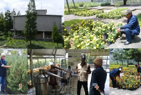 Rumah Atsiri Indonesia, Wow Kenikir Bisa Diambil Minyaknya