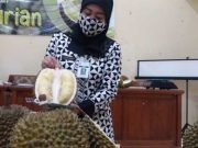 Lomba Durian di Jepara, Mencari Pendamping Petruk