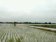 1.718 Hektar Tanaman Padi di Kudus Terendam Banjir