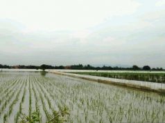 1.718 Hektar Tanaman Padi di Kudus Terendam Banjir