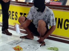 Petani di Temanggung Nekat Mengecat Cabai Muda Tergiur Harga Tinggi