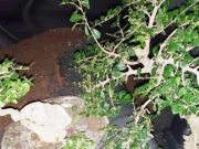 Pencuri Bonsai Bermobil Tertangkap Tangan di Ngadirojo Wonogiri