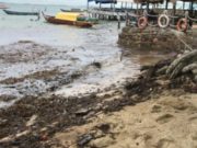Pantai Nongsa Batam Penuhi Limbah Minyak